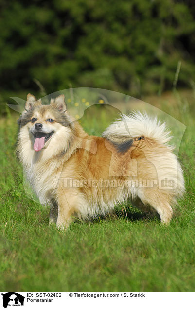 Spitz / Pomeranian / SST-02402