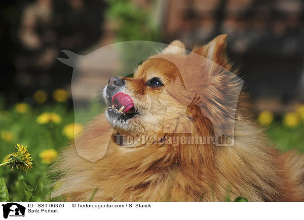 Spitz Portrait / Spitz Portrait / SST-06370