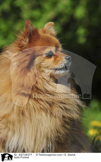 Spitz Portrait / Spitz Portrait / SST-06377