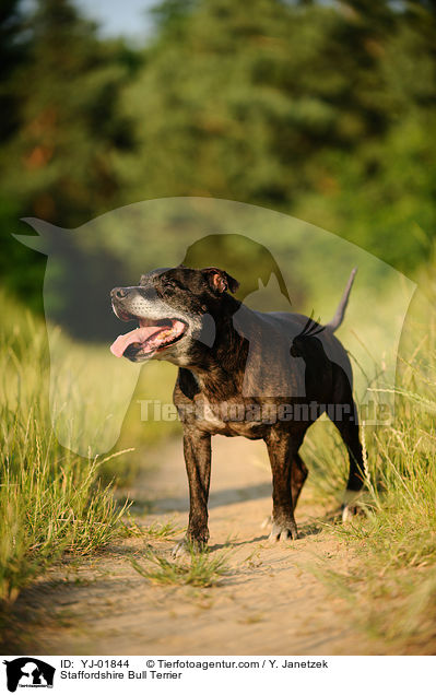 Staffordshire Bull Terrier / Staffordshire Bull Terrier / YJ-01844