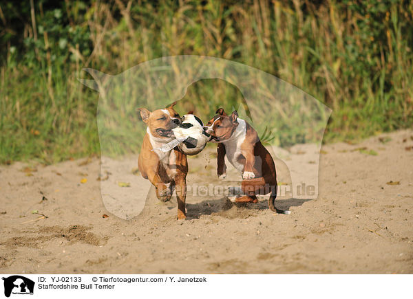 Staffordshire Bull Terrier / Staffordshire Bull Terrier / YJ-02133