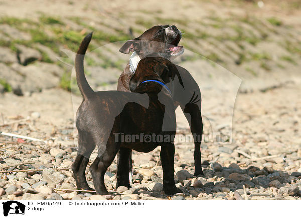 2 Hunde / 2 dogs / PM-05149