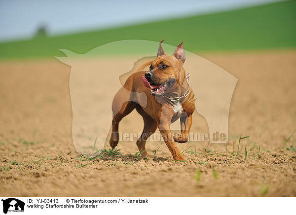 laufender Staffordshire Bullterrier / walking Staffordshire Bullterrier / YJ-03413