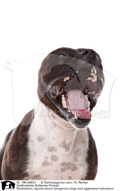 Staffordshire Bullterrier Portrait / RR-39831