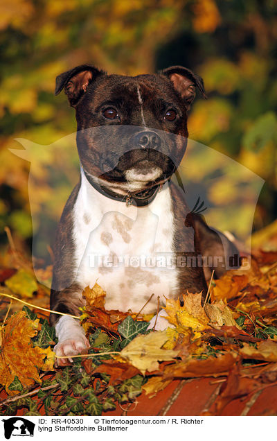 liegender Staffordshire Bullterrier / lying Staffordshire Bullterrier / RR-40530