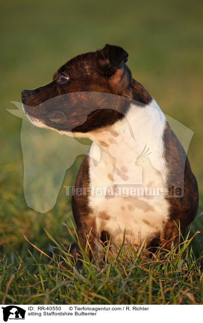 sitzender Staffordshire Bullterrier / sitting Staffordshire Bullterrier / RR-40550