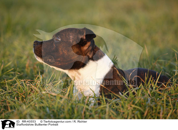 Staffordshire Bullterrier Portrait / Staffordshire Bullterrier Portrait / RR-40553