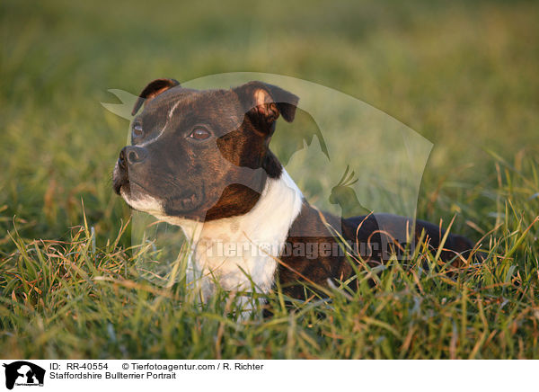Staffordshire Bullterrier Portrait / Staffordshire Bullterrier Portrait / RR-40554