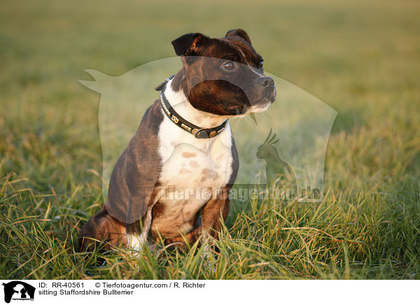 sitzender Staffordshire Bullterrier / sitting Staffordshire Bullterrier / RR-40561