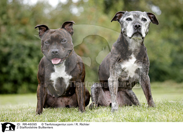 2 Staffordshire Bullterriers / RR-46095