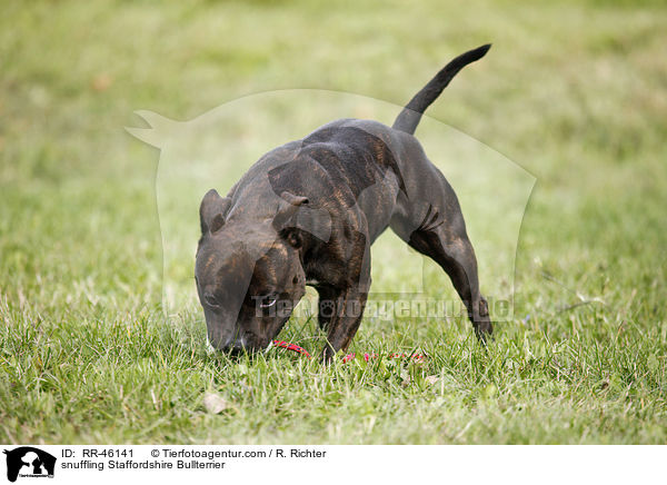 snuffling Staffordshire Bullterrier / RR-46141