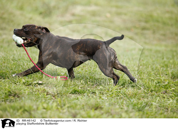 playing Staffordshire Bullterrier / RR-46142