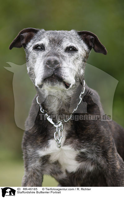 Staffordshire Bullterrier Portrait / RR-46185