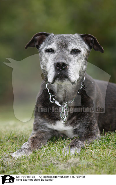 lying Staffordshire Bullterrier / RR-46188