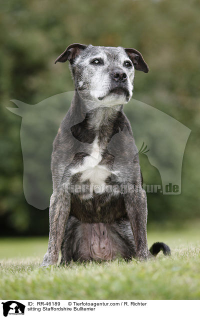 sitting Staffordshire Bullterrier / RR-46189