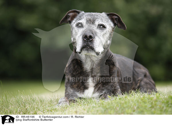 lying Staffordshire Bullterrier / RR-46196