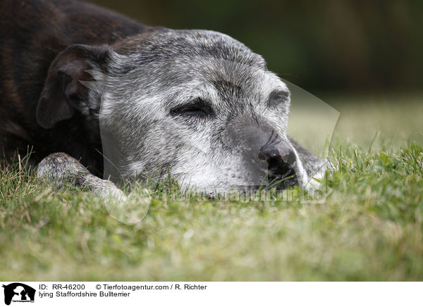 liegender Staffordshire Bullterrier / lying Staffordshire Bullterrier / RR-46200