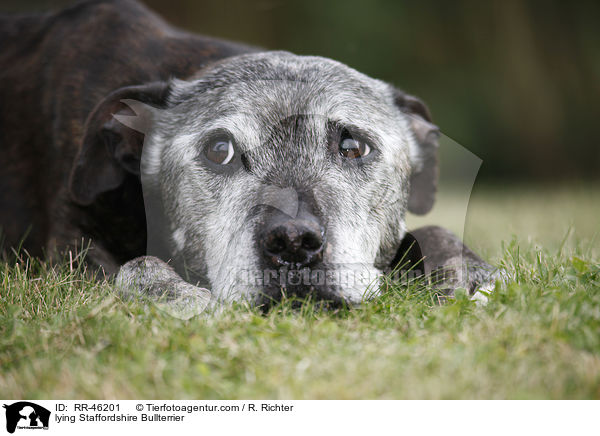 lying Staffordshire Bullterrier / RR-46201