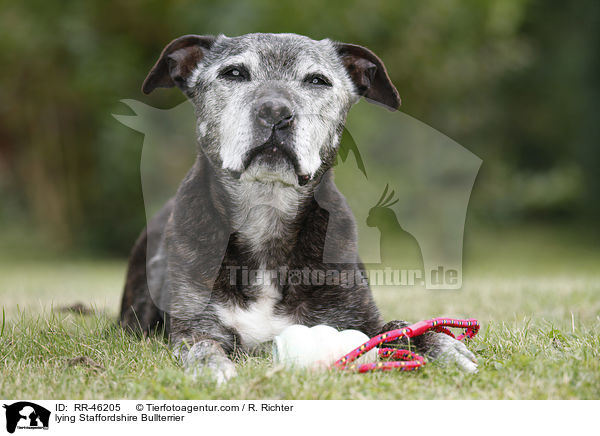 lying Staffordshire Bullterrier / RR-46205