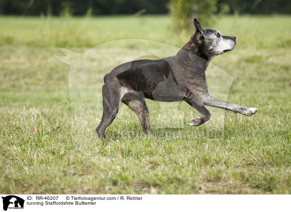 running Staffordshire Bullterrier / RR-46207