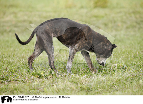 Staffordshire Bullterrier / RR-46217