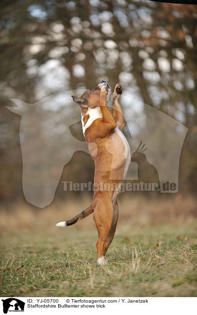 Staffordshire Bullterrier zeigt Trick / Staffordshire Bullterrier shows trick / YJ-05700