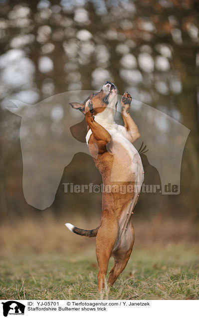 Staffordshire Bullterrier zeigt Trick / Staffordshire Bullterrier shows trick / YJ-05701