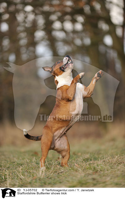 Staffordshire Bullterrier zeigt Trick / Staffordshire Bullterrier shows trick / YJ-05702
