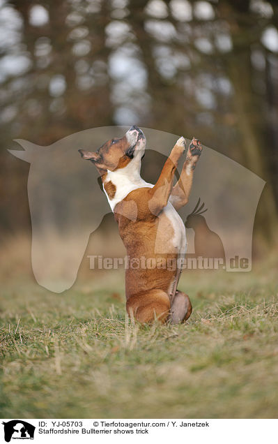 Staffordshire Bullterrier zeigt Trick / Staffordshire Bullterrier shows trick / YJ-05703