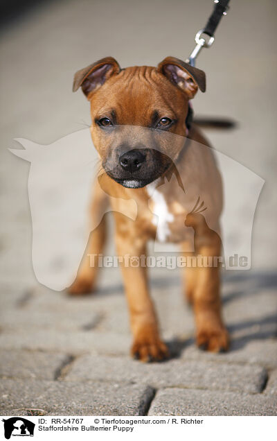 Staffordshire Bullterrier Welpe / Staffordshire Bullterrier Puppy / RR-54767