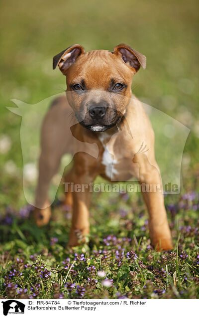 Staffordshire Bullterrier Welpe / Staffordshire Bullterrier Puppy / RR-54784