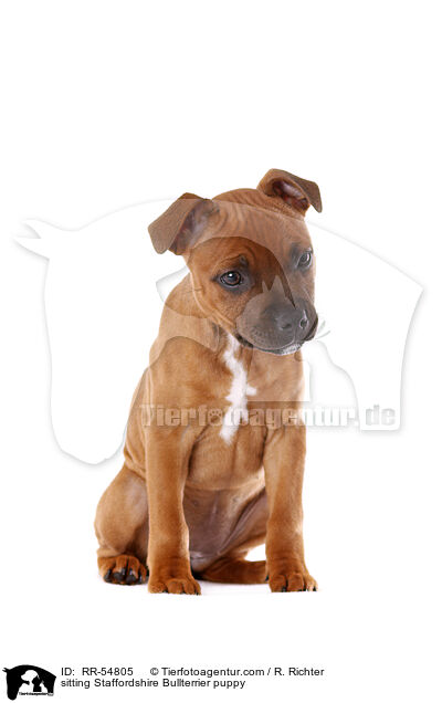 sitting Staffordshire Bullterrier puppy / RR-54805