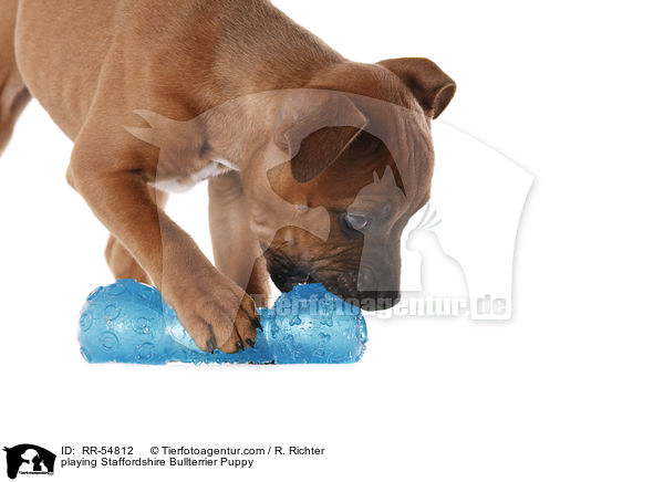 playing Staffordshire Bullterrier Puppy / RR-54812