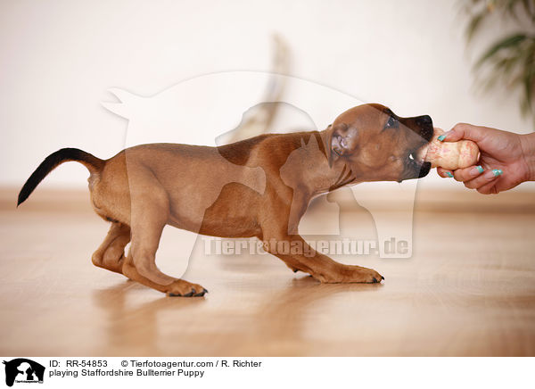 spielender Staffordshire Bullterrier Welpe / playing Staffordshire Bullterrier Puppy / RR-54853