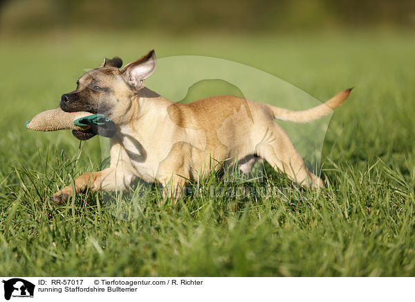 rennender Staffordshire Bullterrier / running Staffordshire Bullterrier / RR-57017