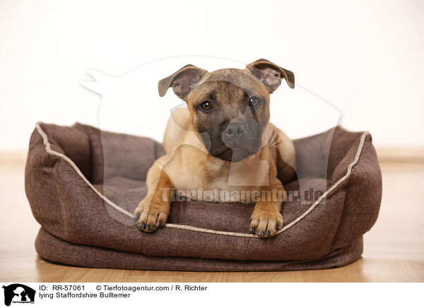 liegender Staffordshire Bullterrier / lying Staffordshire Bullterrier / RR-57061