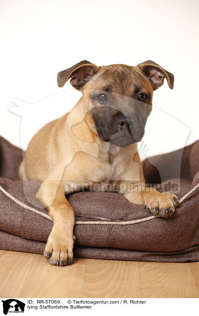 liegender Staffordshire Bullterrier / lying Staffordshire Bullterrier / RR-57069