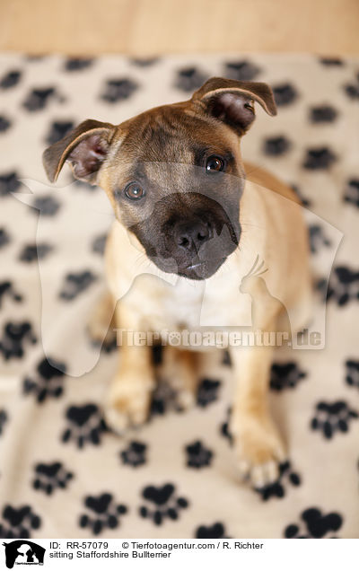 sitzender Staffordshire Bullterrier / sitting Staffordshire Bullterrier / RR-57079