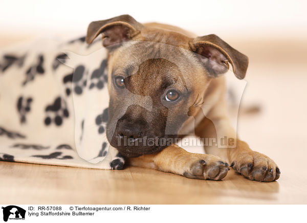 liegender Staffordshire Bullterrier / lying Staffordshire Bullterrier / RR-57088