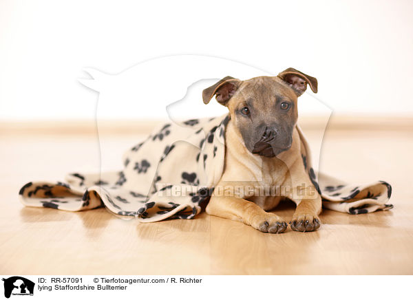 liegender Staffordshire Bullterrier / lying Staffordshire Bullterrier / RR-57091