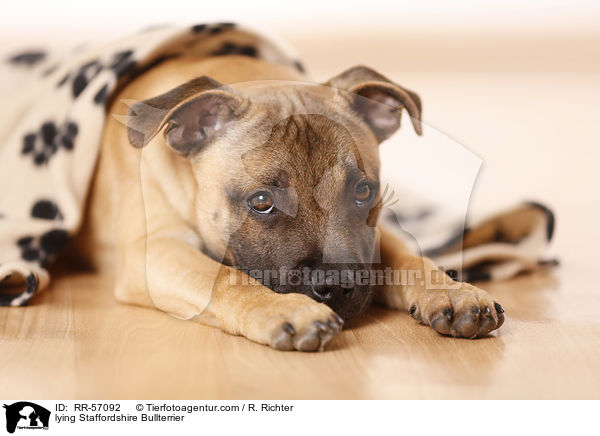 liegender Staffordshire Bullterrier / lying Staffordshire Bullterrier / RR-57092