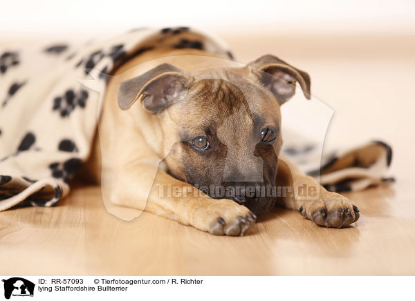 liegender Staffordshire Bullterrier / lying Staffordshire Bullterrier / RR-57093