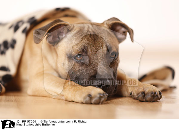 lying Staffordshire Bullterrier / RR-57094