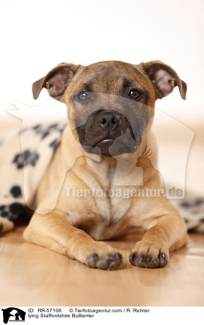 lying Staffordshire Bullterrier / RR-57106