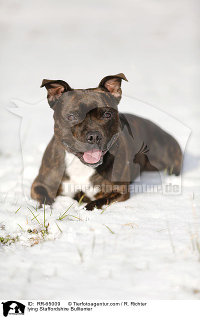 lying Staffordshire Bullterrier / RR-65009