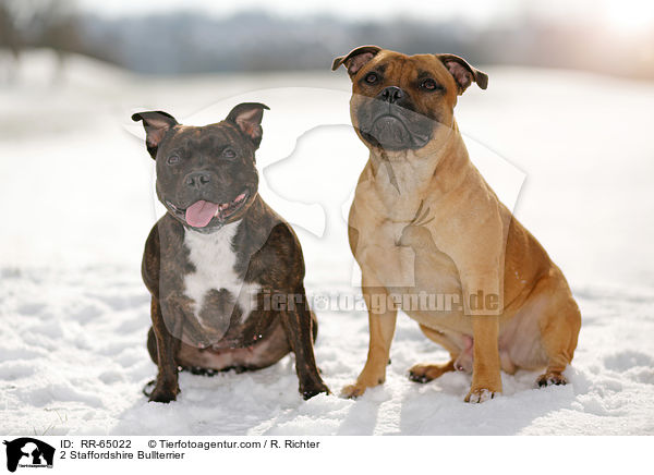 2 Staffordshire Bullterrier / 2 Staffordshire Bullterrier / RR-65022