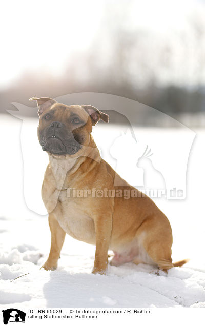 sitting Staffordshire Bullterrier / RR-65029