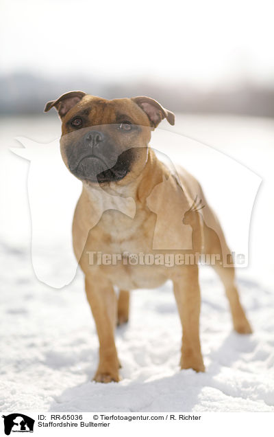 Staffordshire Bullterrier / Staffordshire Bullterrier / RR-65036