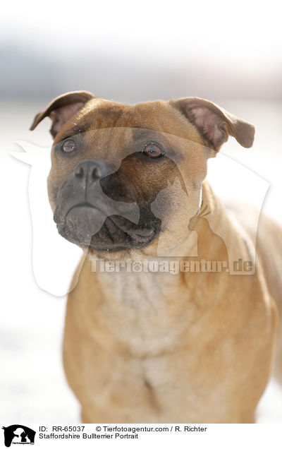 Staffordshire Bullterrier Portrait / Staffordshire Bullterrier Portrait / RR-65037