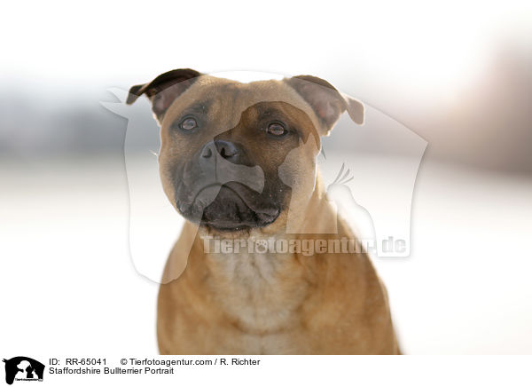 Staffordshire Bullterrier Portrait / RR-65041